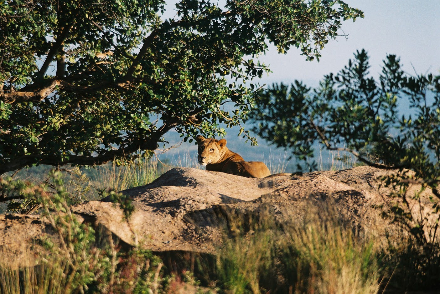 Lioness resting before the hunt in Krüger National Park